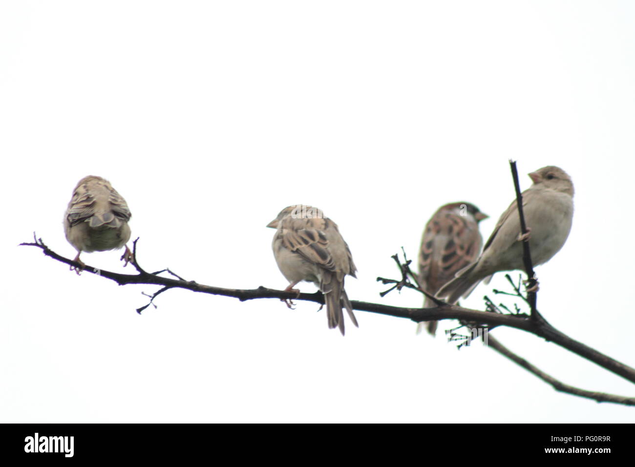 La bellissima natura parco degli uccelli Foto Stock