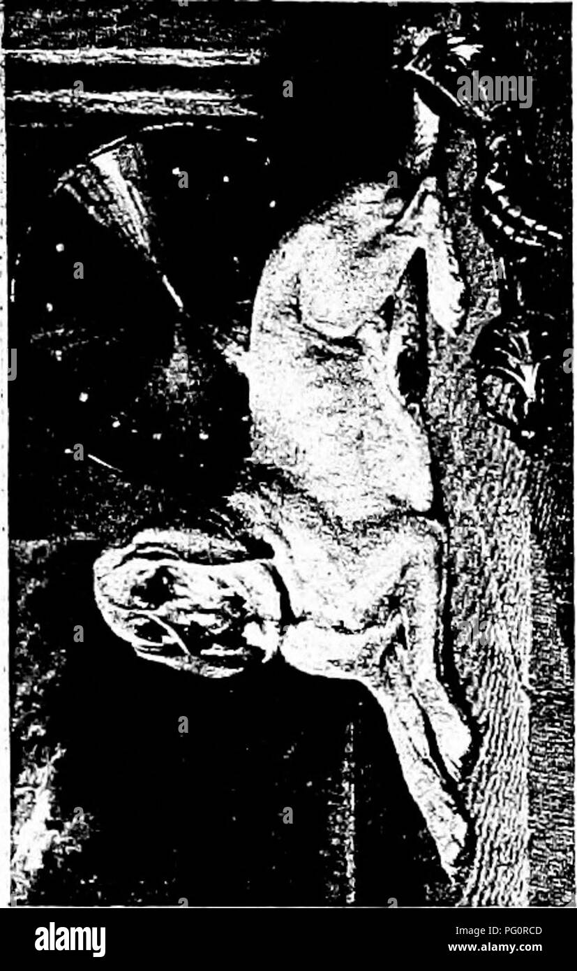 Questa guida completa copre la storia, la cura e la gestione dei cani, offrendo consigli pratici per i proprietari di cani e gli allevatori. Include anche descrizioni delle principali razze canine, le loro caratteristiche e il loro ruolo nella società. Foto Stock