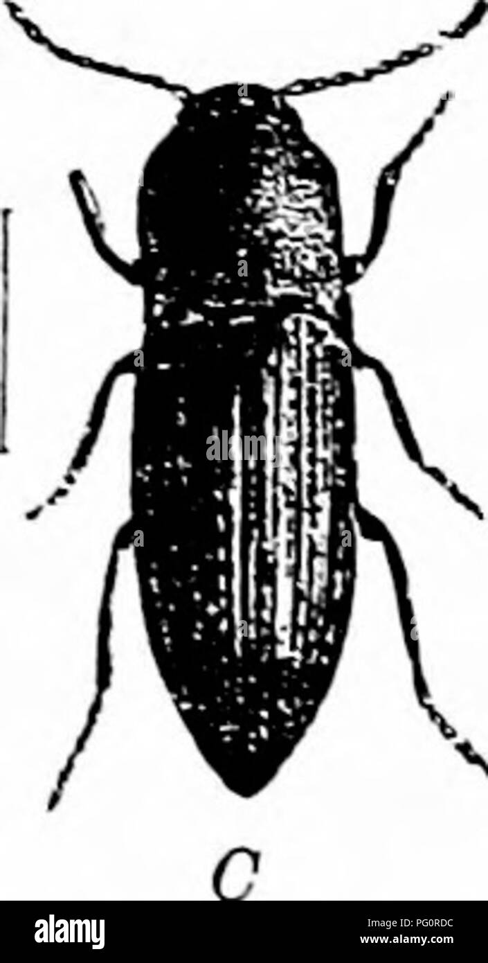 . Fungoid e pesti di insetto della fattoria. Parassiti agricoli. ^J coleotteri 105 spesso trovato come essi usuaUy nascondi durante il giorno. L'alimentazione wireworms nel corso di tutto il loro Uves sulle radici di entrambi coltivati o piante selvatiche, tranne nel gelido meteo, quando vanno in profondità nel terreno. Dopo un disgelo arrivano di nuovo e di alimentazione. -K^^^^^^^^. Kg. 30. Cliok scarabeo o wireworm beetle. Un, wireworm; B, pupa; C, fare clic beetle. (Circa due volte la dimensione naturale.) misure correttive. Il primo rimedio che suggerisce di per sé è se possibile di evitare che le uova essendo prevista. Questo si è rivelato di scarso utilizzo Foto Stock