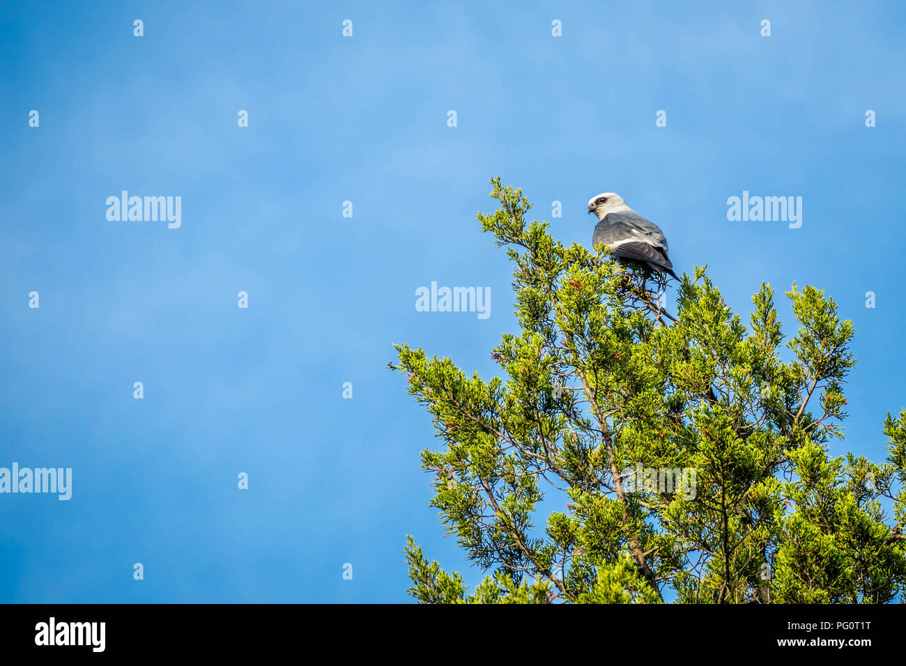 Un falco sulla cima di un albero nel lago Texoma, Texas Foto Stock