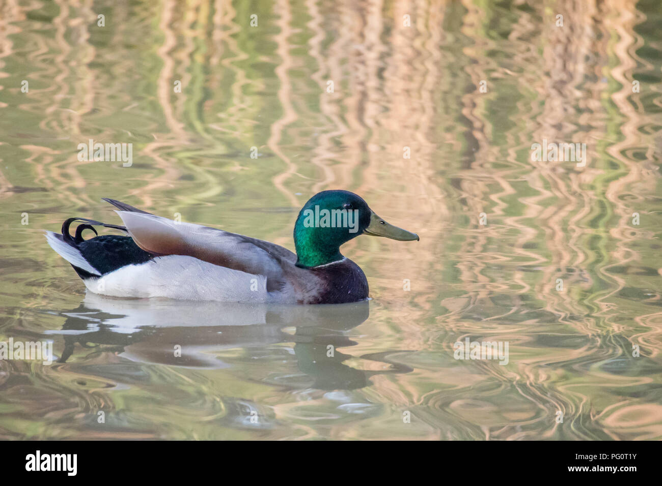 Mallard nuoto presso il lago di Texoma, Texas Foto Stock