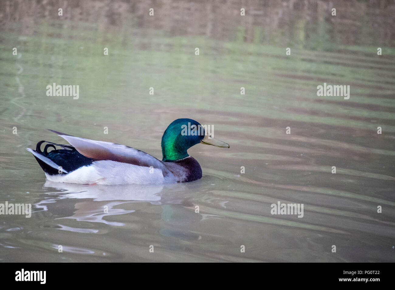 Mallard nuoto presso il lago di Texoma, Texas Foto Stock