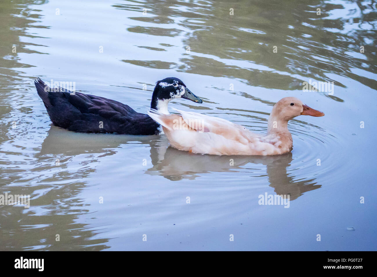 Un bianco e nero anatre attraversando il lago in un modo rilassante possibile nel lago Texoma, Texas Foto Stock