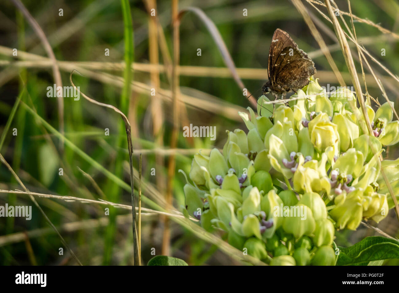 Un legno maculato Butterfly nel lago Texoma, Texas Foto Stock