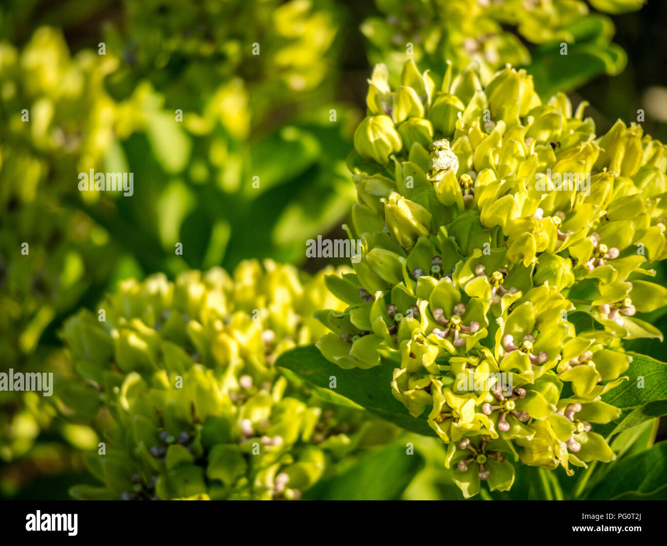 Un impianto di Alison nel lago Texoma, Texas Foto Stock