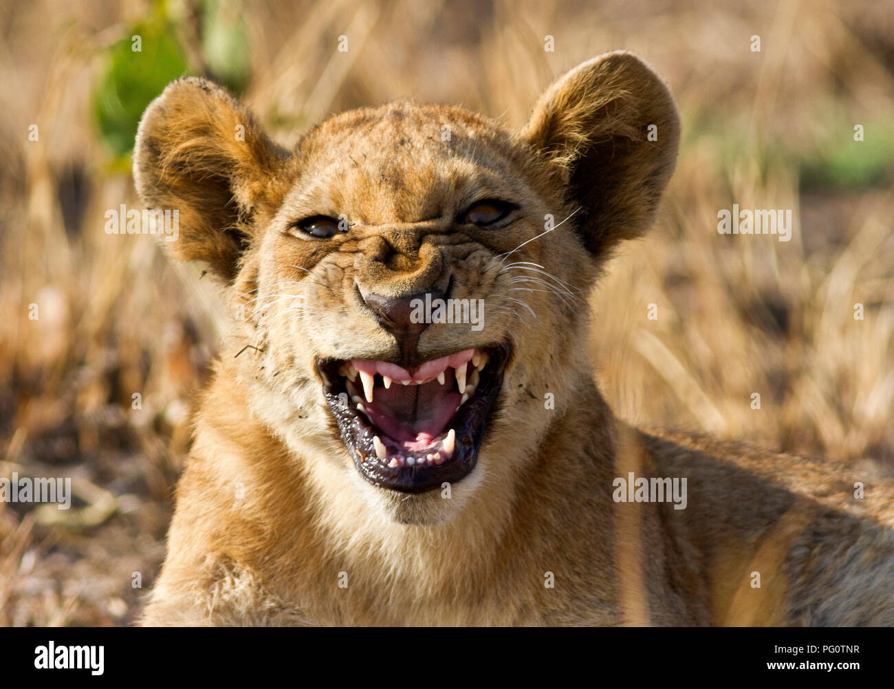 Un LION CUB snarls presso il veicolo ben sapendo che egli è sicuro nei confini della superbia che sono tutti nelle immediate vicinanze. Foto Stock