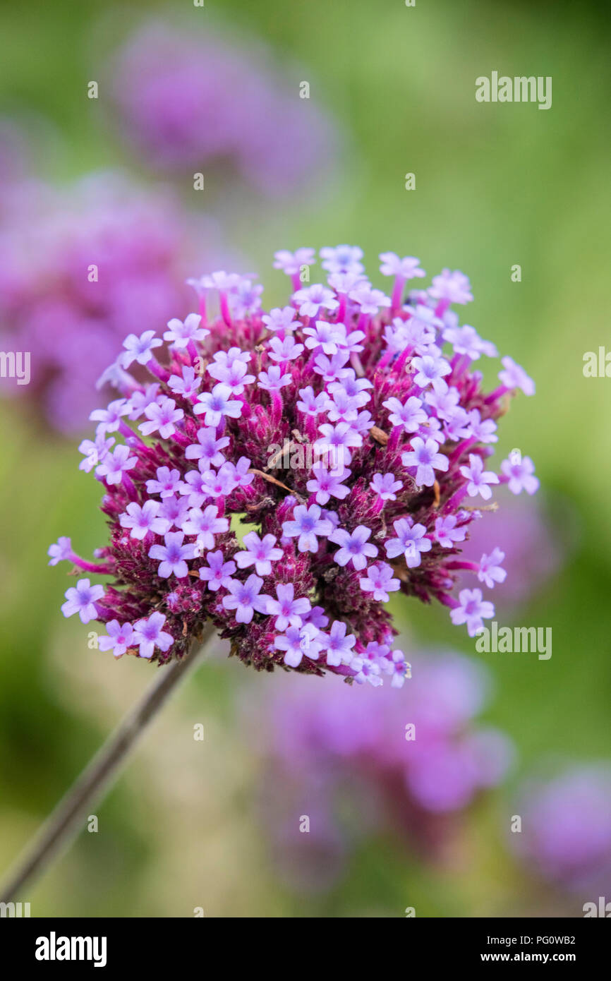 Verbena bonariensis Foto Stock