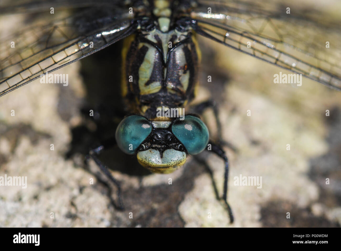 Close-up di blue-eyed hook-tailed dragonfly. Dettaglio del composto con gli occhi. Foto Stock