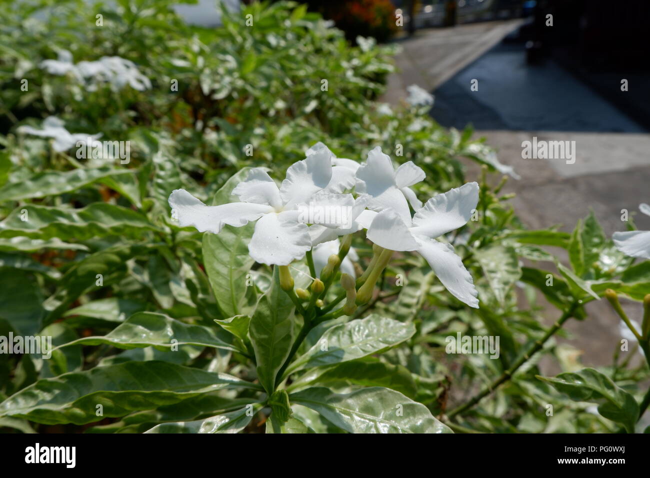 Bellissimi fiori nel giardino Foto Stock