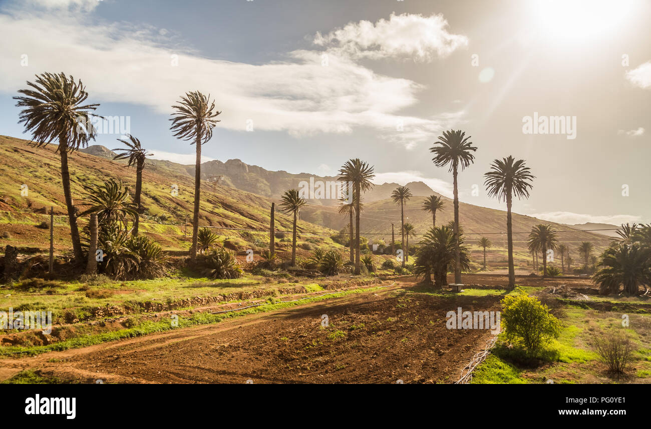 Paesaggio con alberi di palma in Vega de Rio Palmas in Fuerteventura, Isole Canarie, Spagna. Foto Stock