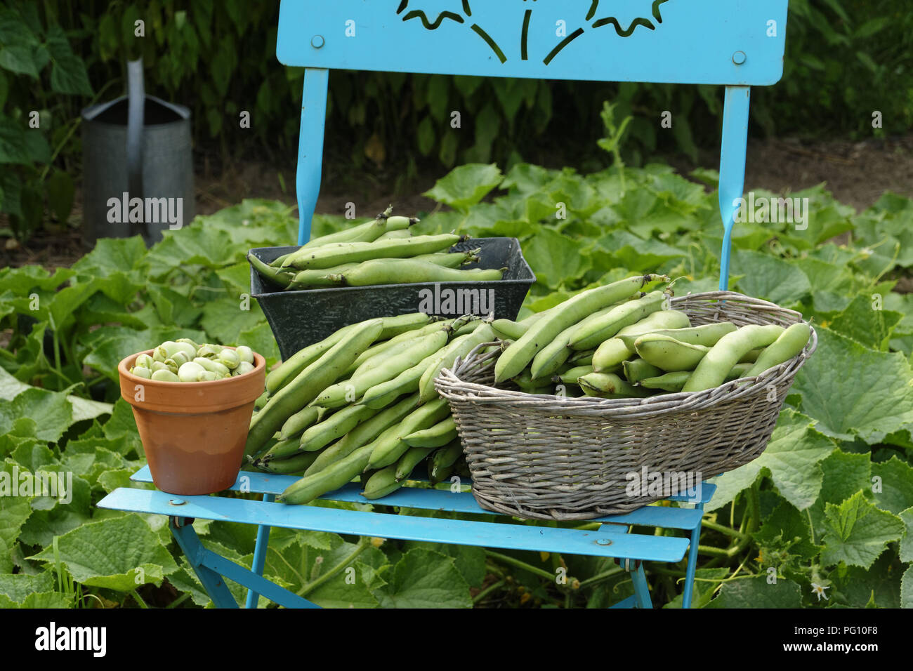 Raccolte le Fave (Vicia faba) in giugno, 'Potager de Suzanne', Le Pas, Mayenne, Paese della Loira, Francia. Foto Stock