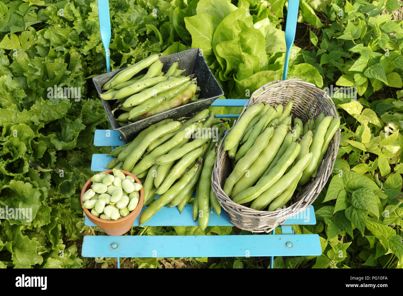 Raccolte le fave nel giugno(Vicia faba), 'Potager de Suzanne', Le Pas, Mayenne, Paese della Loira, Francia. Foto Stock