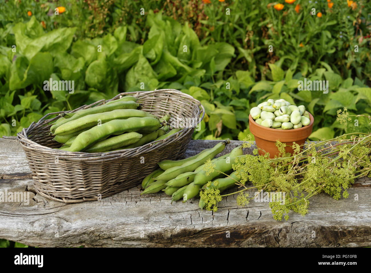 Raccolte le Fave (Vicia faba), 'Potager de Suzanne', Le Pas, Mayenne, Paese della Loira, Francia. Foto Stock