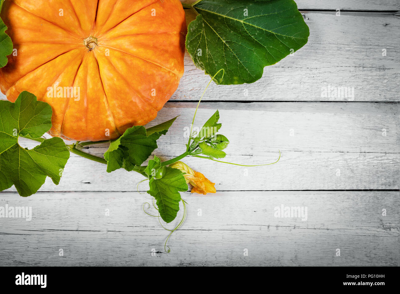 Autumn harvest - zucca in bianco sullo sfondo di legno con spazio di copia Foto Stock