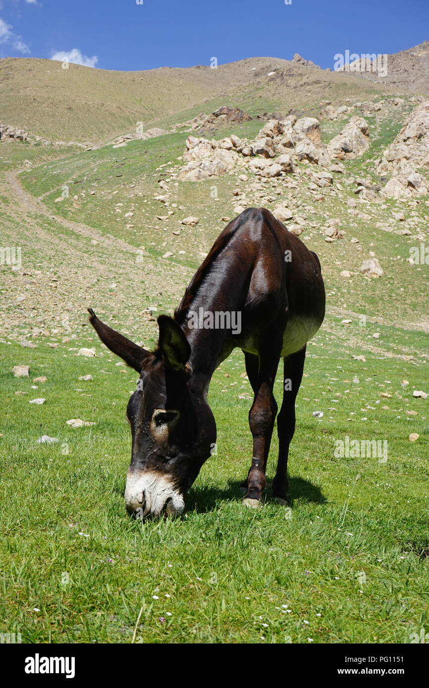 Brown pascolo asino nella valle di montagna, Fann montagne, Tagikistan Foto Stock