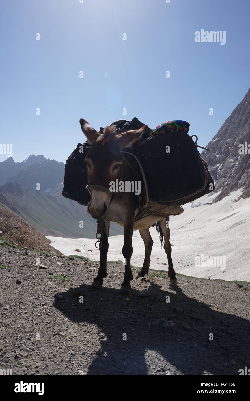 Asino borse e zaini attraversando il mountain pass in Fann Mounains, Tagikistan Foto Stock