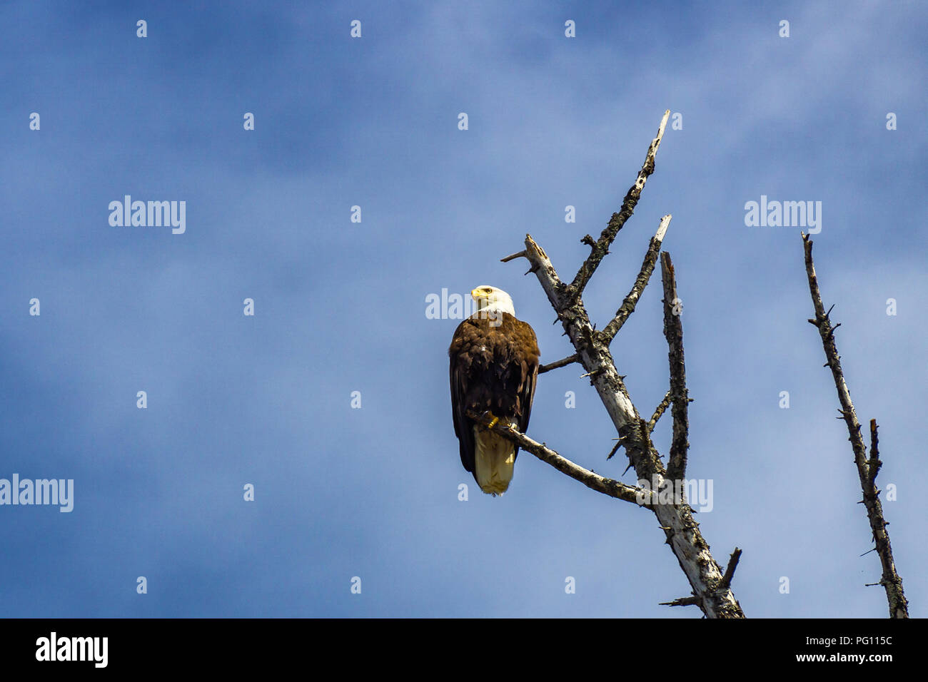 Un americano aquila calva Haliaeetus leucocephalus appollaiato su un albero morto contro un cielo blu, nello Stato di Washington costa, Rialto Beach, Parco Nazionale di Olympic Foto Stock