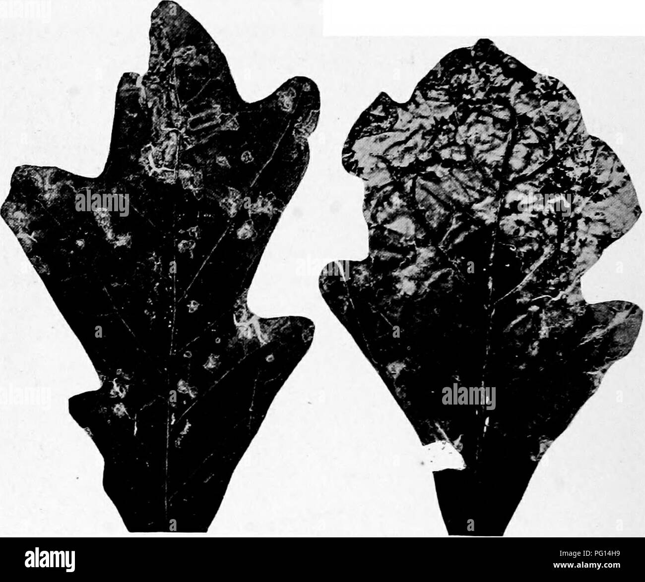 . Manuale delle malattie ad albero . Alberi. 238 MANUALE DELLE MALATTIE AD ALBERO vene, grandi aree sono uccisi e la punta della foglia frequentemente muore. Zone morte diventano di un colore marrone chiaro e molto rugoso. Minuto marrone scuro pustole delle dimensioni di un perno a testa o più piccole sono sparse per la zona morta. Piccoli globuli di appiccicoso spore sono sviluppati da queste pustole in condizioni di tempo piovoso e le spore possono essere lavati per tutte le parti. Fig. 44. - Foglia-batterico di quercia. dell'albero, causando l'infezione di altre foglie. I ramoscelli sono talvolta colpiti, ma questo sintomo è meno frequente in rovere di in acero. La vita Foto Stock
