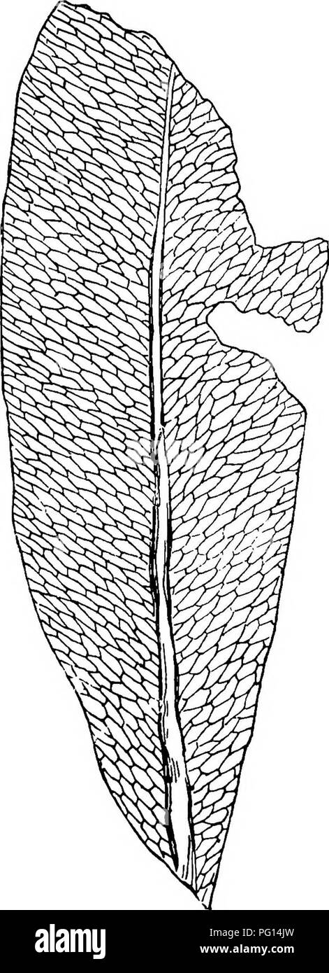 . Piante fossili : per gli studenti di botanica e geologia . Paleobotanica. XXVIl] BLECHNOXYLON 511 di un reticolo di vene anastomosing non può più essere considerato un obiezione fatale per il suggerimento che il tipo australiano può essere una specie di Olossopteris. Se la vista che Blechnoxylon non è un genere distinto è corretta, il verificarsi del secondario. La fio. 344. Glossopteris retifera. (Nat. dimensioni. Da Arber, dopo Feistmantel.) xilema è favorevole al parere già espresso che Glossojiteris è più probabile che si tratti di un Pteridosperm rispetto a un vero fern.. Si prega di notare che queste immagini sono estratte dal Foto Stock