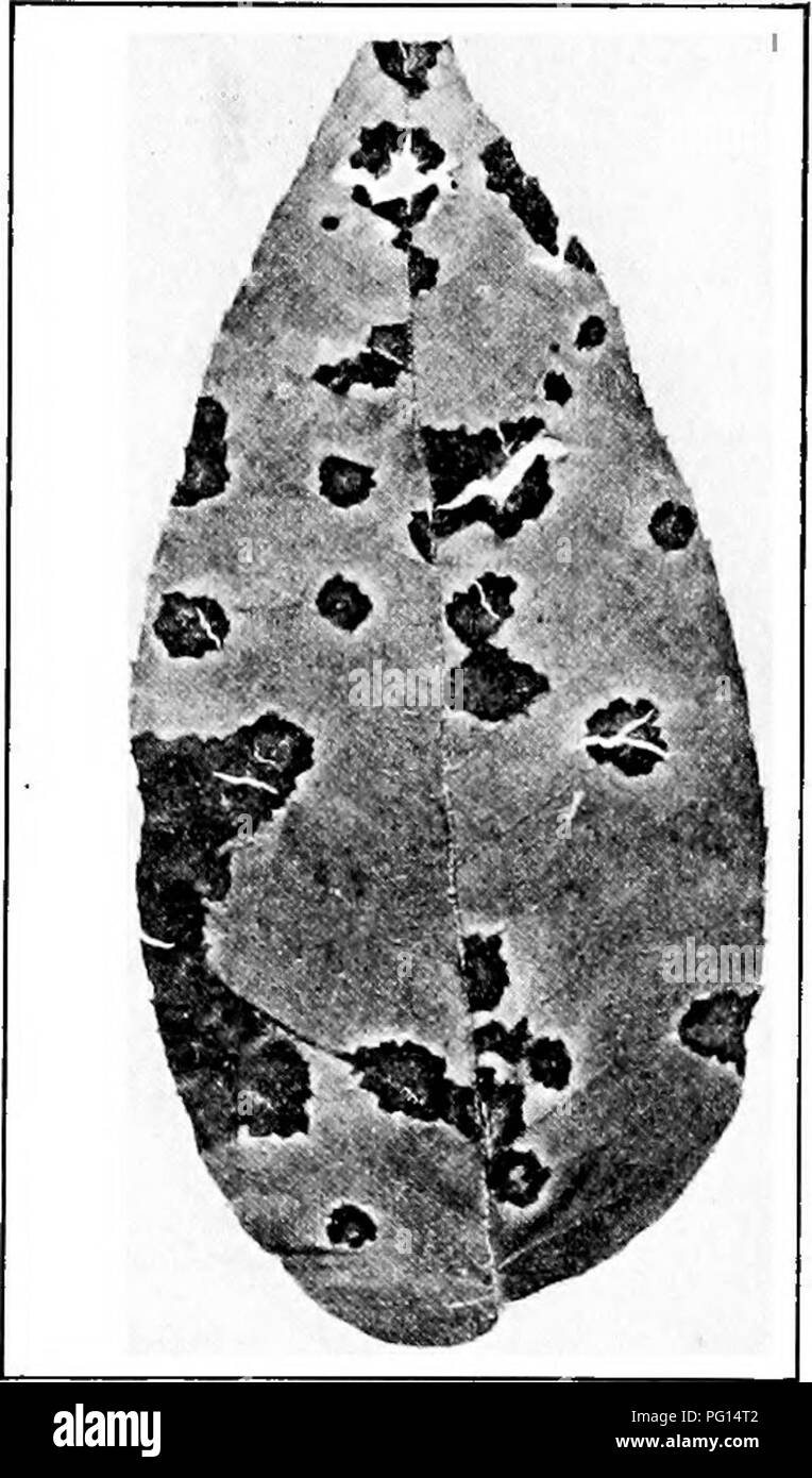 . Manuale delle malattie ad albero . Alberi. Capitolo XIII BUTTERNUT MALATTIE La butternut (Juglans cinerea) in tutta la sua gamma in Europa orientale e centrale degli Stati Uniti è soggetta a poche malattie soltanto. La più importante di queste è la foglia-spot, che interessa anche il noce e hickory. Questa malattia è spesso causa di una parte o di tutte le foglie per caduta dall'albero in piena estate. Oc- casionally marrone legno controllato-rot e comune di legno bianco-rot si trovano nel burro- dado. Leaf-Spot causato da Marssonia juglandis (Lib.) P. Magnus questa è la foglia comune- spot di butternut e noce. Dark irregolari macchie marroni Foto Stock