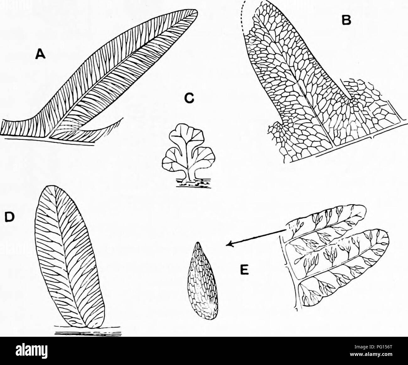 . Piante fossili : per gli studenti di botanica e geologia . Paleobotanica. XXIl] ASTEROTHECA 399 del comune specie Coal-Measures Pecopteris Miltoni, mentre sull'altro lato Kidston^ include questo tipo in Asterotheca. Pecopteris {Asterotheca) Miltoni (Artis). 1825. Filicites Miltoni, Artis Antedil. Phyt. PL xiv. 1828. Pecopteris Miltoni, Brongniart, Prodromici, p. 58. 1828. Pecopteris abbreviaia, Brongniart, Hist. veg. FOSS. p. 337, PI. cxv. figg. 1-4; Lindley e Hutton, FOSS. Flor. Vol a. PI. 184. 1845. Hawlea pulcherrima, corda, Flor. Vorwelt, p. 90, PI. LVii. figg. 7, 8. 1877-1888. Eawlea Mil Foto Stock