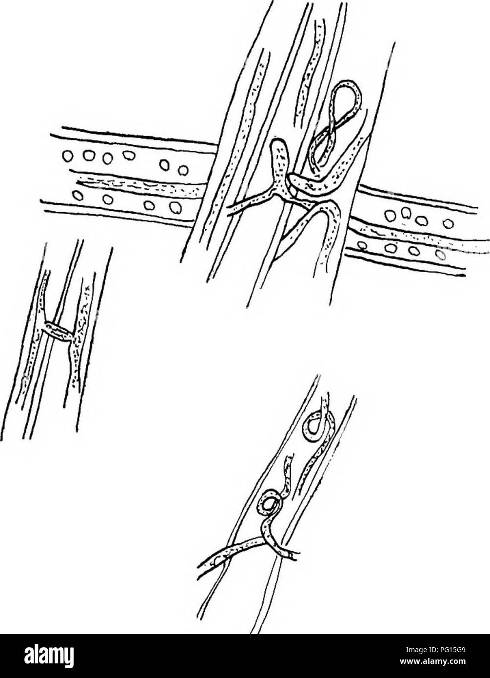 . Cuore rot di Ptaeroxylon utile (Sneezewood) causato da Fomes rimosus (Berk.). Alberi; Sneezewood. Trans. K. Hoc. S. Atr. vol. vi. Piastra XLIII.. Maiale. 11.. Si prega di notare che queste immagini vengono estratte dalla pagina sottoposta a scansione di immagini che possono essere state migliorate digitalmente per la leggibilità - Colorazione e aspetto di queste illustrazioni potrebbero non perfettamente assomigliano al lavoro originale. Bijl, Paolo A. van der. [Cape Town, Royal Society del Sud Africa Foto Stock