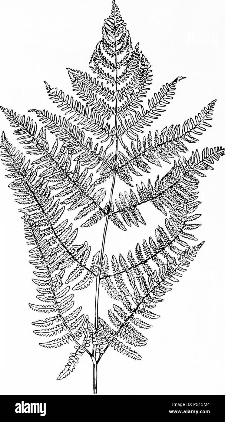 . Piante fossili : per gli studenti di botanica e geologia . Paleobotanica. 306 FILICALES [CH. aceae e thalloid epatiche^ è degno di menzione come uno dei tanti possibili insidie per essere evitati mediante la studente paleobotaniche hanno dimostrato. La lunga fronde lineare di tali generi come Vittaria e Monogramme potrebbe essere ben identificati in un stato di fossili come le foglie di un'erba-come monocotiledoni, o confrontati con la. Fig. 236 h. Pteris aquilina. Foglia dalla stessa pianta cresciuta fuori di porte, (i nat. dimensioni.) Dopo Boodle. fogliame di Isoetes Pilulana o. La somiglianza di alcune foglie di felce con venatura reticolata a thos Foto Stock