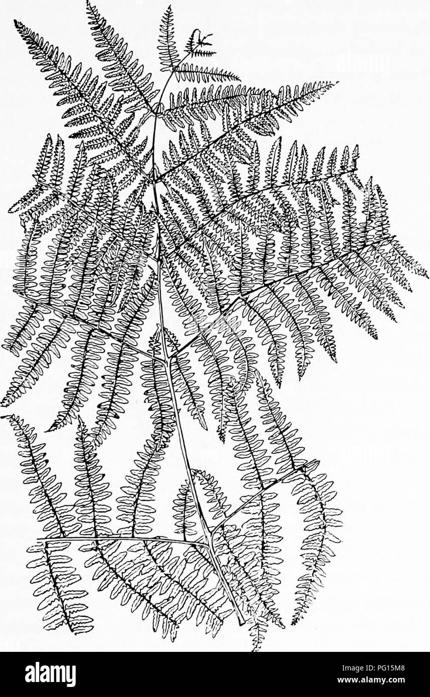 . Piante fossili : per gli studenti di botanica e geologia . Paleobotanica. xx] PTERIS 305 sun lascia; la EX si stanno diffondendo e morbidi, mentre questi ultimi sono relativamente piccole e di più difficile texture (fig. 236, a e b). Anche in una foglia di sei piedi alto, crescendo attraverso una macchia fitta di ginestre e rovo, la parte inferiore è stata trovata la. La fio. 236a. Pteris nquiUna. Fart della foglia dalla serra. ( Nat. dimensioni.) Dopo Boodle. Le caratteristiche di una foglia di ombra mentre la superiore esposta sono state pinnae xerofile. La somiglianza tra alcuni annebbiato Hymenophyll-. Si prega di notare che queste immagini vengono estratti Foto Stock