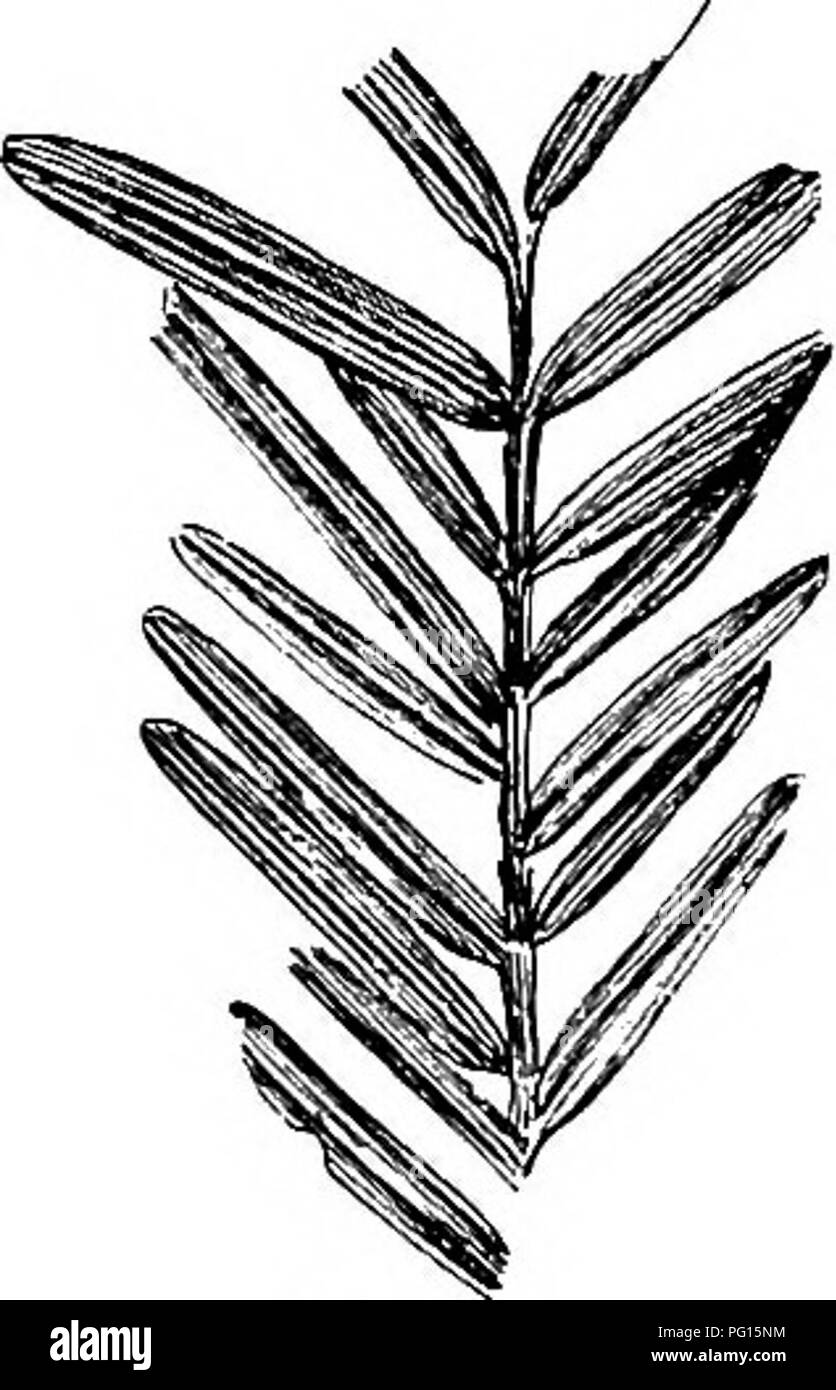 . Piante fossili : per gli studenti di botanica e geologia . Paleobotanica. 408 PODOCAKPINEAE [CH. una base flesiiy come in alcune specie esistenti, ma i dettagli sono troppo indistinto afEord a qualsiasi prova di affinità a podo- carpo. Gardner descrive anche un globose di seme rugoso, 16 mm. di diametro, come ? Podocarpus argillae- londinensis^ dall'argilla di Londra che porta una stretta somiglianza con i semi di Podocarpus elata. I campioni da Eocene letti nell'isola di Mull descritto da Gardner^ come Podo- carpo horealis, costituito da piccole falcate foglie e semi-come corpi, sono troppo imperfetta per essere de Foto Stock