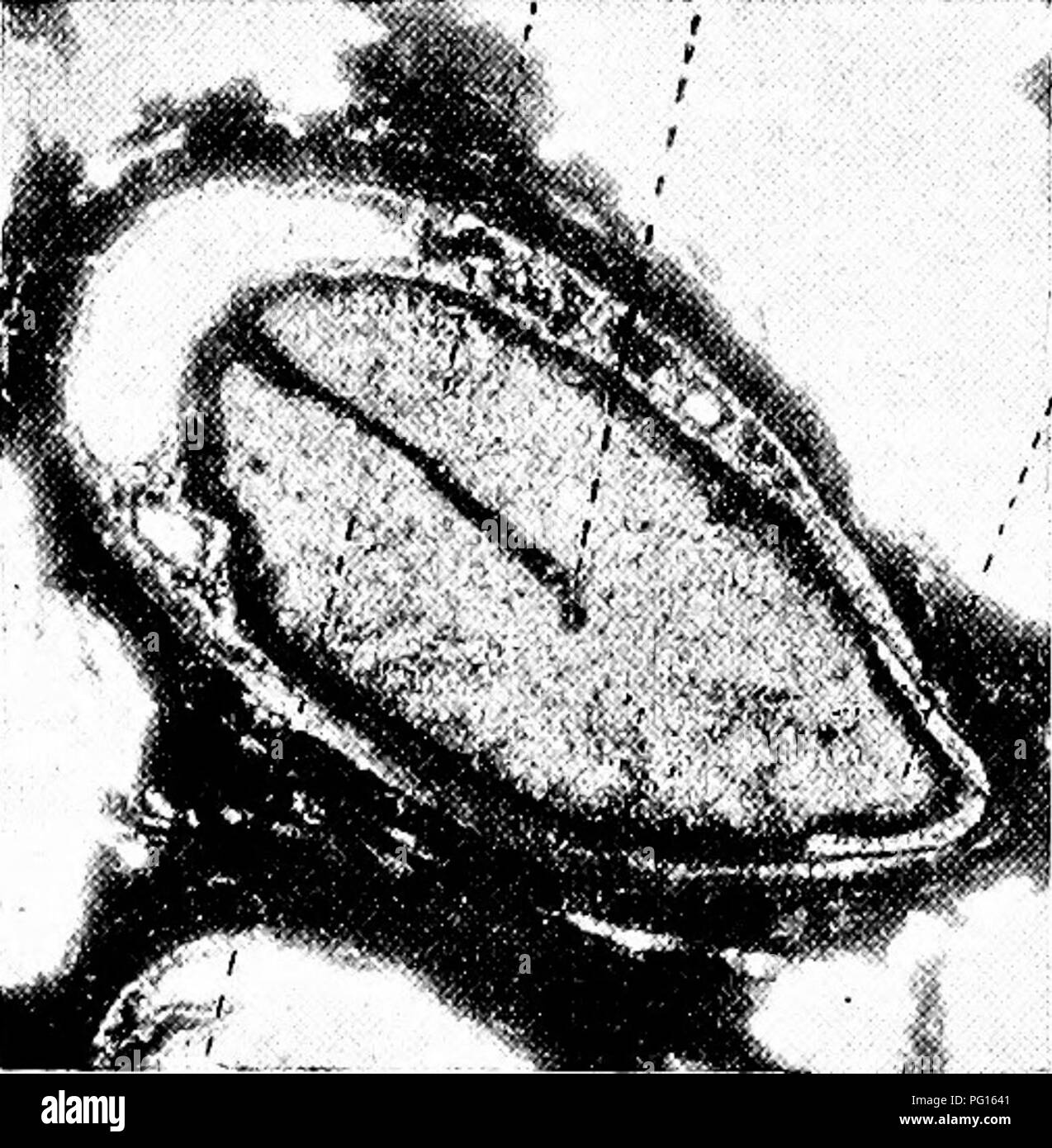 . Gli studi di botanica fossile . Paleobotanica. un 574 studi di botanica di fossili anche se è del tutto possibile che qui, come nella maggior parte dei cosiddetti exalbuminous semi, alcuni lievi rimane dell'endosperma persistente. La piccola massa di tessuto contrassegnato e in Fig. 203, D, in cui i nuclei sembrano essere conservate, può essere probabilmente una parte dei restanti endosperma, sebbene possa anche essere interpretato come appartenente alla radice-cap del radicle embrionale. L embrione è molto ben conservato, anzi Bennettiteae permettersi il solo nei casi in cui è stato possibile studiare gli embrioni di piante fossili in dettaglio. Foto Stock
