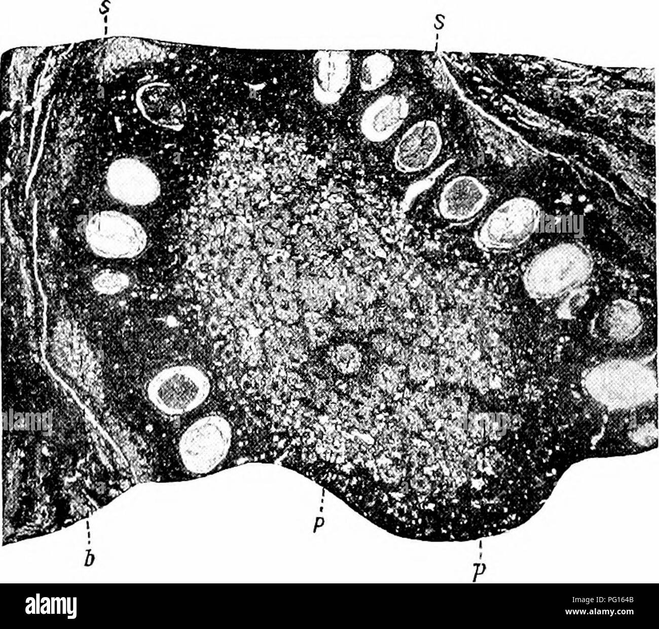 . Gli studi di botanica fossile . Paleobotanica. 572 studi di botanica fossili hanno una forma approssimativamente cilindrica, con i loro lati alquanto appiattito mediante pressione. Attraverso il centro di ciascuna pedicel corre un fascio vascolare, che per quanto riguarda la conservazione consente di un parere, sembra aver avuto una struttura concentrica. Al di fuori del filamento vascolare è un ben marcato bundle-guaina, suc-. ;. 204. Âfictiuc't/itcsGibsouiaiiHs.âTransverse sezione della frutta, non del tutto completa. /Â , brattee; s, semi, variava in un anello attorno alla fruttificazione ; /, pedicels, appartenenti ad altri semi, portato a una maggiore lee Foto Stock