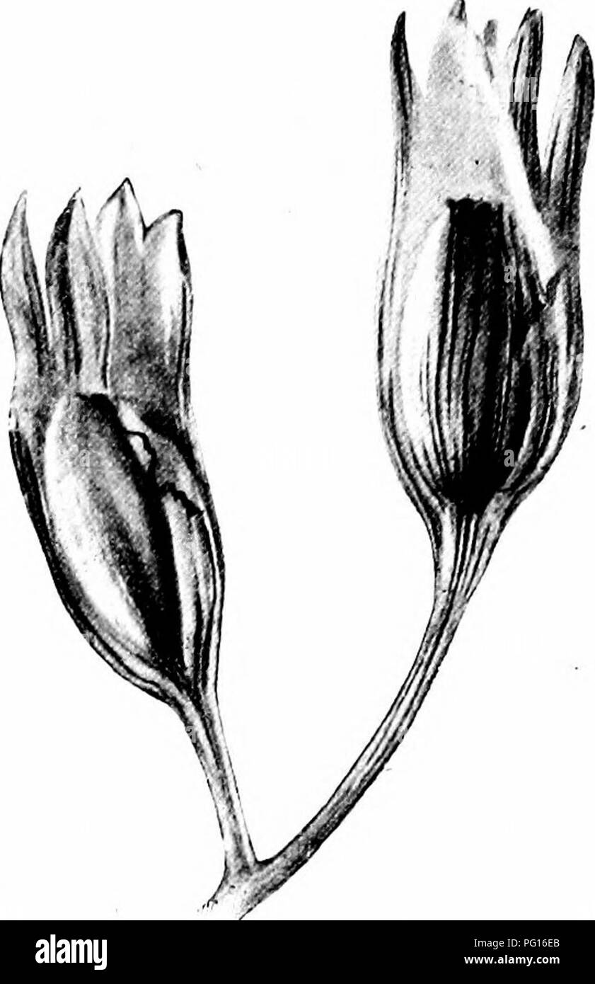 . Gli studi di botanica fossile . Paleobotanica. LYGINODENDRON 395 probabilità del tipo Splienopteris.1 il carattere del seme stesso suggerisce la presenza di un tettuccio "." In Splienopteris Dubuissonis, una minore del carbone - misurare la specie da Brittany alleato di J&GT;. Hbningliausi, M. Grand'Eury ha ob- servito sei lobi cupules, in alcuni casi ancora con- te i semi, situato all'estremità di lunghe e sottili, pedicels identi- cal con la ultimate ramificazioni del rachide.2 i campioni de- scritto da Stur, Arber, e Grand'Eury sono tutte conservate sotto forma di impressioni ; essi Foto Stock