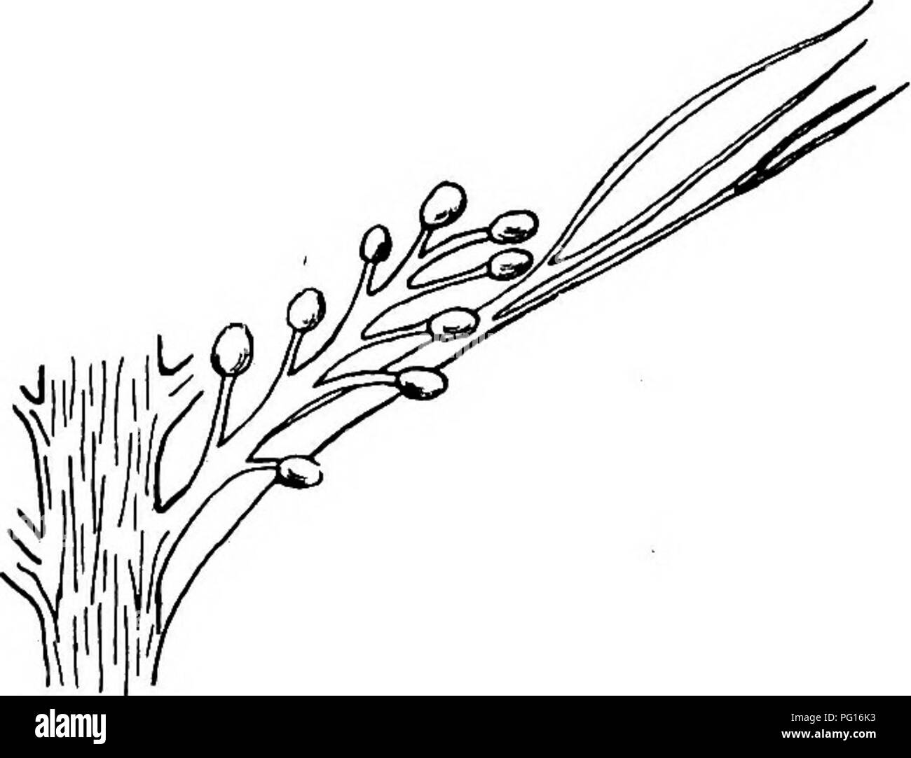 . Piante fossili : per gli studenti di botanica e geologia . Paleobotanica. 102 generi OE incerta posizione [GH. Kenaulti jjas immaginato una porzione di una foglia grande da Autun come Trichopitys Milleryensis che può appartenere al strettamente allied genere Dicranophyllum; è 12 cm. di lunghezza e 3 mm. ampio alla base; la stretta parte basale della lamina presenta tre nervature parallele e si biforca in due rami, ciascuno dei quali di nuovo i rami divergenti in segmenti lineari. La foglia è più grande e più ampio di foglie di T. heteromorpha e conviene molto strettamente con quelle di alcune specie di cui alla Dicranophyllum: il fac Foto Stock