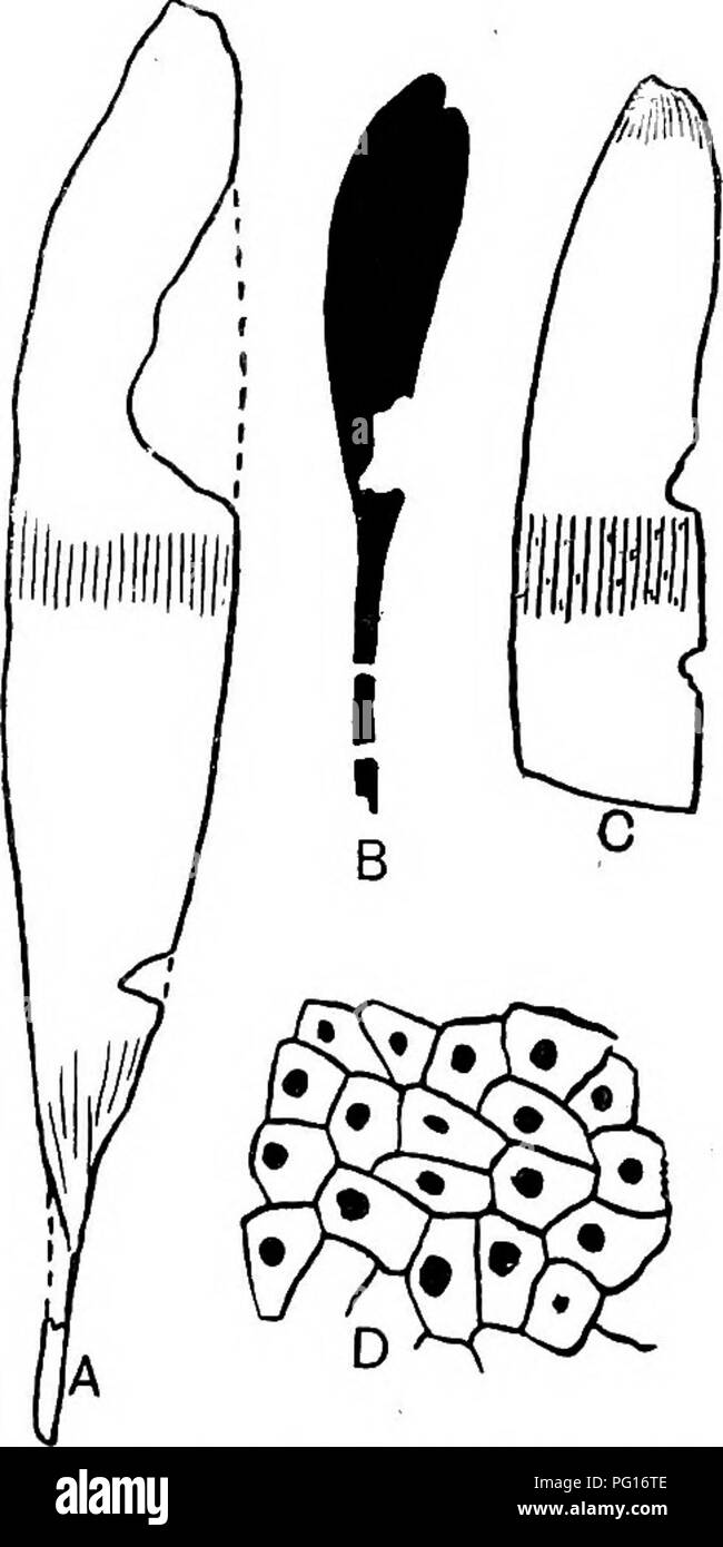 . Piante fossili : per gli studenti di botanica e geologia . Paleobotanica. XL} ERETMOPHYLLUM 59 E. pubescens Thorn., la foglia iafrom 7 a 10 cm. di lunghezza e 1-3 cm. ampia; il vertice è arrotondato o retuse (fig. 658, B), la base rastremandosi progressivamente verso il picciolo. Vene 1--1,5 mm. oltre, dicho- tomously ramificato nella parte prossimale della lamina e di solito parallpl e semplice ad eccezione dei casi in cui essi convergono in corrispondenza dell'apice. Le cellule epidermiche (conservati nel Yorkshire specie) sono poligonali, con o senza papille (fig. 658, D); l'stomata sono caratterizzati da un gruppo di recinzione sussidiari di cellule come i Foto Stock