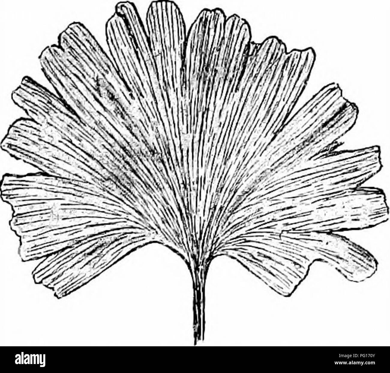 . Piante fossili : per gli studenti di botanica e geologia . Paleobotanica. XL] GINKGOITES 19. si verificano occasionalmente ui associazione con il foUage di questo e otbe; Jurassic specie. Fiori maschili^ simile in abitudine a quelle di Ginkgo bildba si trovano anche in letti contenenti impressioni di Ginkgoites. L'abbondanza e di ampia portata geografica di Ginkgoites digitata preclude nulla più di un breve riferimento ad alcuni tipi rappresentativi selezionato nella illustrazione della gamma in forma e la forte incidenza delle specie in Jurassic Flore presenti. La foglia rappresentato in fig. 637 è un insolitamente completa Foto Stock