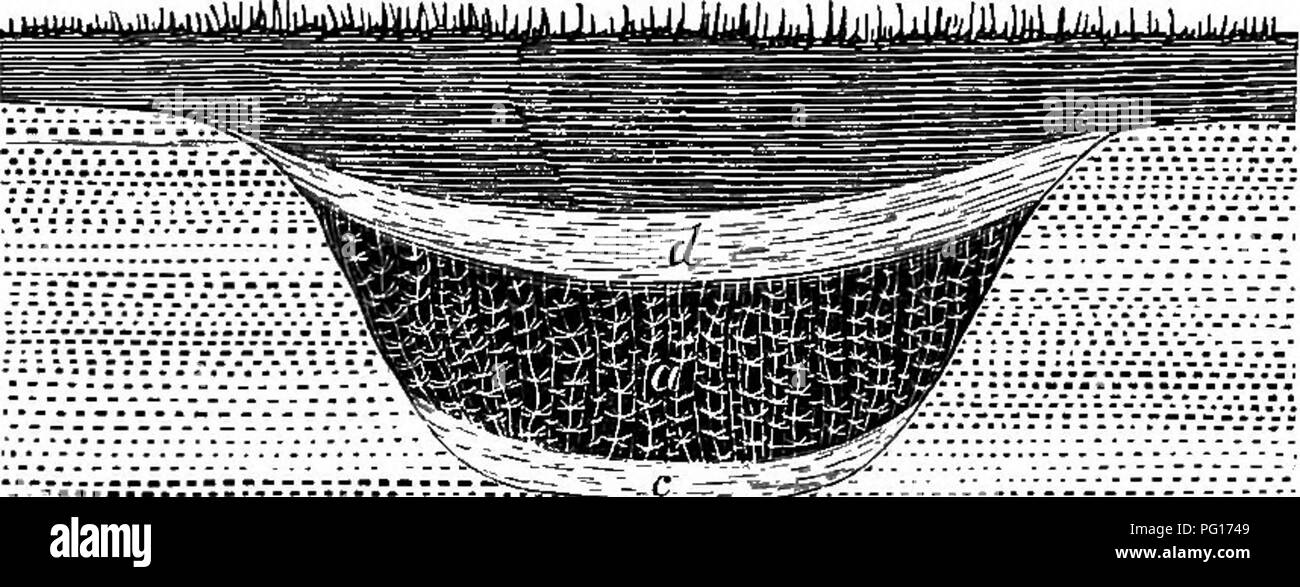 . Piante fossili : per gli studenti di botanica e geologia . Paleobotanica. IV] incrostazioni. 69 acqua altamente caricato con carbonato di calce facilmente depositi di carbonato di calcio su oggetti posti nel percorso del flusso. Il travertino depositato in questo modo forma un incrusta- tion su frammenti vegetali, e se la sostanza vegetale viene successivamente rimosso mediante l'azione di acqua o di decadenza, uno stampo di embedded frammento viene lasciato nella matrice calcarea. Un esempio istruttivo di questa forma di conservazione è stata descritta nel 1868' da Sharpe da una vecchia cava di ghiaia vicino a Northampton. Ha trovato in una sezione Foto Stock