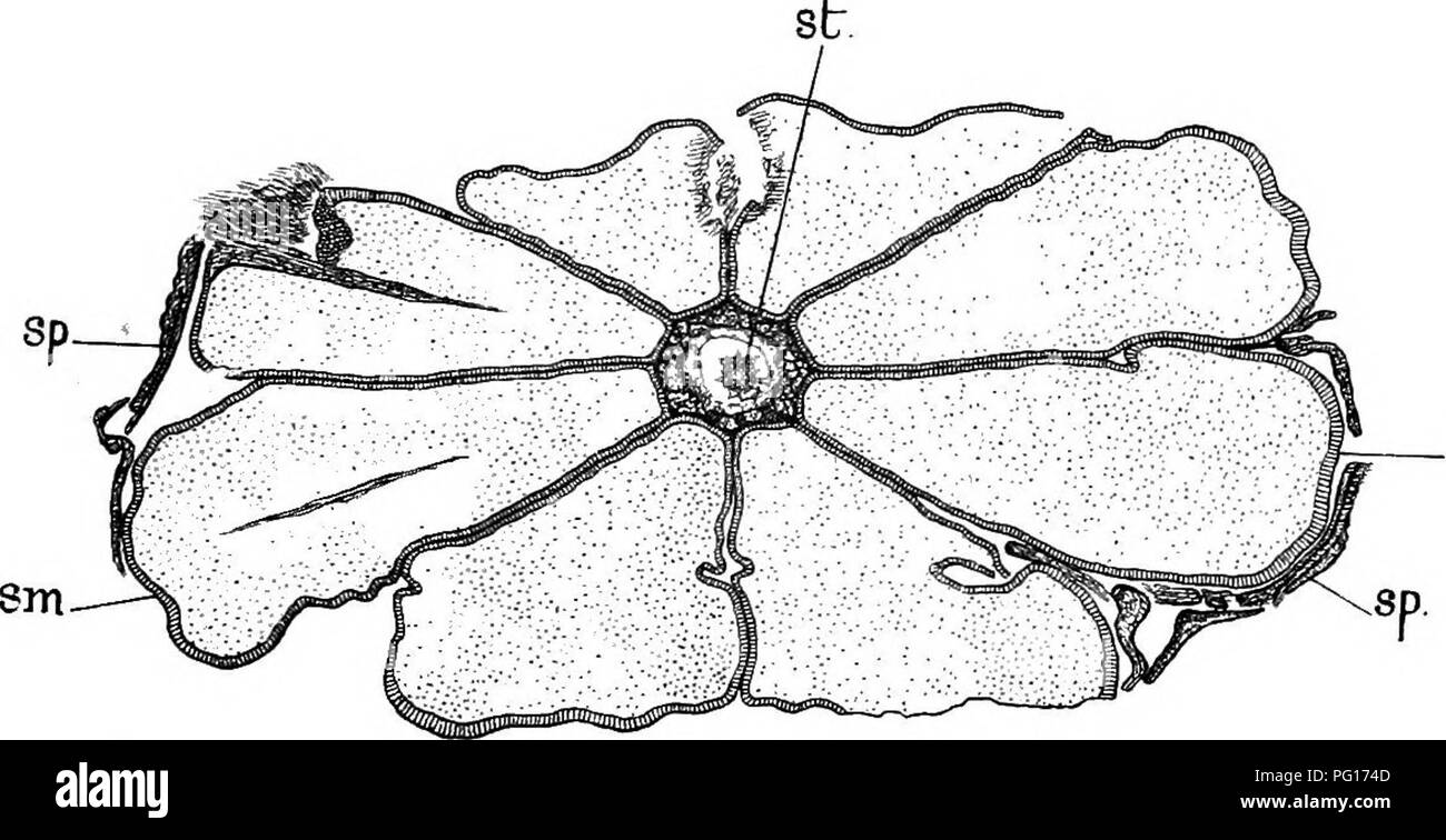 . Gli studi di botanica fossile . Paleobotanica. LEPIDOSTROBUS 183 su questo tema sono in debito con il sig. R. Kidston, F.R.S.1 Questo strobilus è solo di circa 1 cm di diametro, e probabilmente non era più di 4 cm di lunghezza. In generale la morfologia e la struttura è essenzialmente simile a L. oldhamius, ma tutte le parti sono su una scala più piccola e la slanciata stele dell'asse ha ma poco albedo (vedere Fig. 72). Il sporophylls hanno l. Fig. 72.-Lepidostrobits Veltheimianus. Sezione trasversale del cono, attraverso microspora- regione. st.t stele di asse; $/•., lamine di sporophylls (solo parzialmente illustrato); sm. Foto Stock