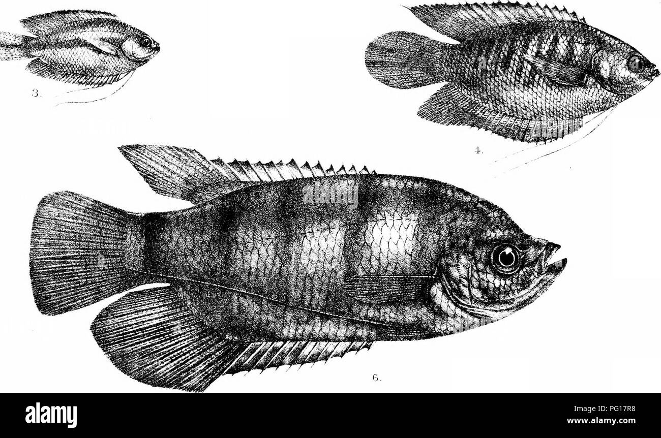. I pesci di India ed essendo una storia naturale di pesci noti per abitano i mari e fresche acque di India, Birmania e Ceylon. Pesci. :/^!Vra^^^;^;^se^^p--:;r^l^^f:fSS:K.:. .,."^..;&Gt;^;^^^'^^S3^i' '-f^'^^tTT^ ^^X-T^^Ssija^ /. F giorno un Snzmi. Si prega di notare che queste immagini vengono estratte dalla pagina sottoposta a scansione di immagini che possono essere state migliorate digitalmente per la leggibilità - Colorazione e aspetto di queste illustrazioni potrebbero non perfettamente assomigliano al lavoro originale. Giorno, Francesco, 1829-1889. Londra, B. Quaritch Foto Stock