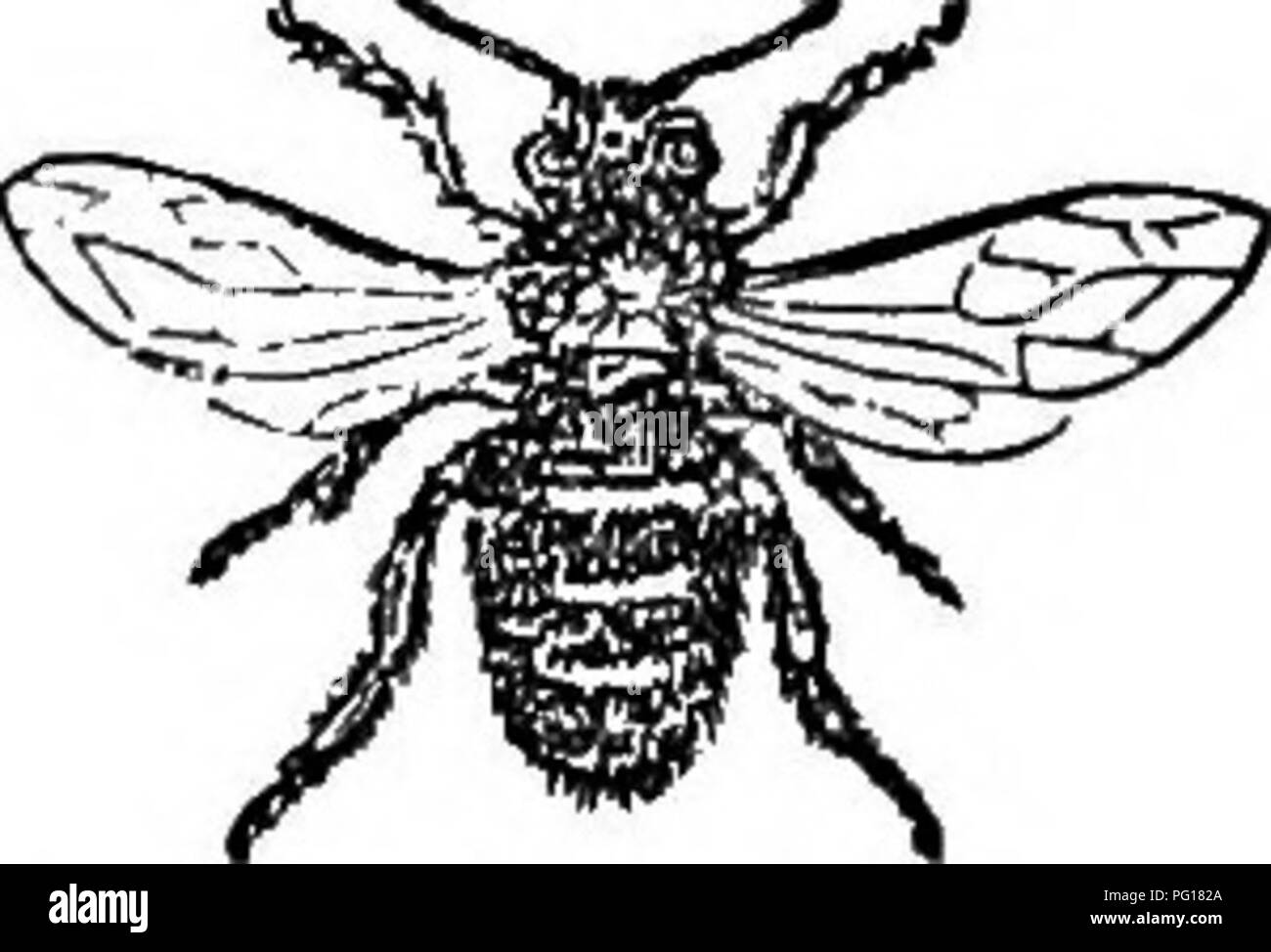 Questa guida fornisce istruzioni per coltivare le api, sottolineando i ruoli dell'ape regina, dell'ape operaia e del drone. Esplora la struttura e il funzionamento dell'alveare, con l'obiettivo di massimizzare la produzione di miele e mantenere una colonia sana. Foto Stock