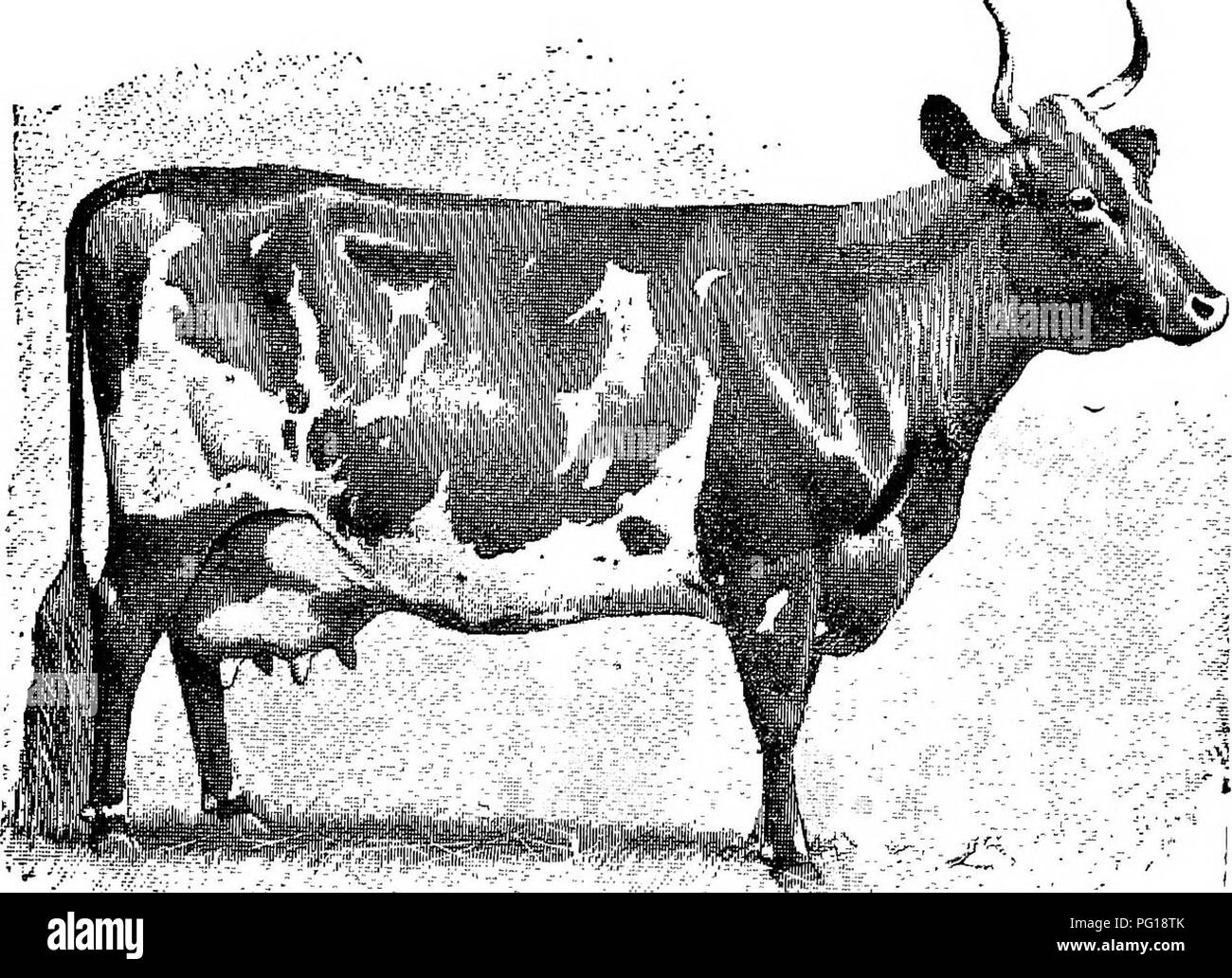 . Il successo stockman e manuale di allevamento . Bestiame; medicina veterinaria. catti,b;. 287 completamente stabilisce la reputazione della vacca Ayrshire, così lontano come il caseificio è interessato.'' come un animale. Il sig. Rankin, un'alta autorità, che thor- oughly testato il Ayrshires nella propria azienda agricola, il terreno di cui era di qualità inferiore, ha questo da dire riguardo il Ayrshires come bovini da carne : ' 'l'ingrasso di proprietà dell'Ayrshire bovini crediamo di essere un po' esagerato. Essi contribuiranno gentilmente e in modo redditizio e la loro carne. Vacca AYRSHIRE, "dBLLA PENDER." sarà buono. Essi wil Foto Stock