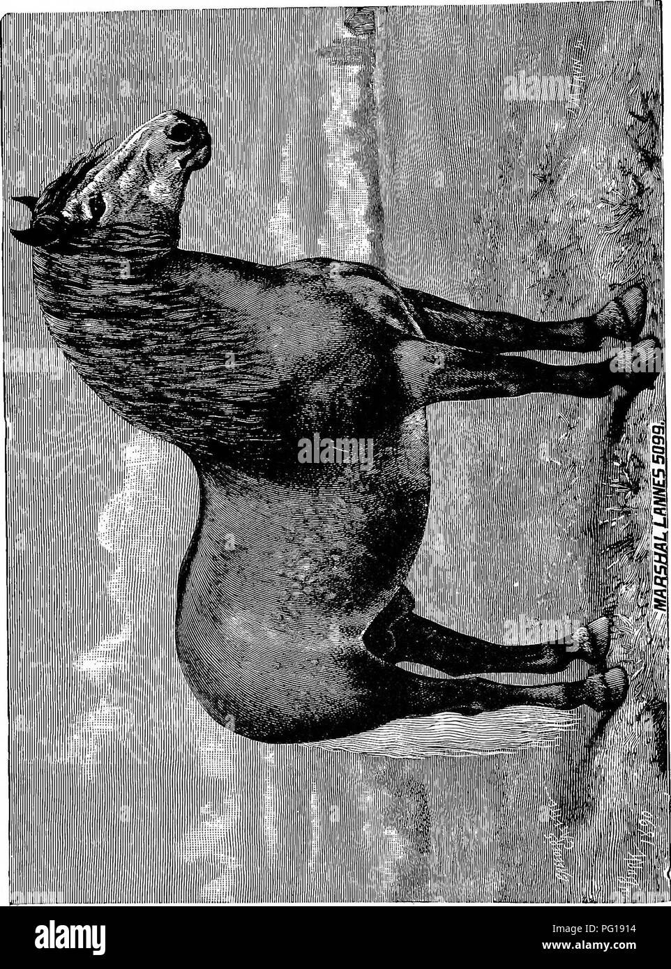 . Il successo stockman e manuale di allevamento . Bestiame; medicina veterinaria. . Si prega di notare che queste immagini vengono estratte dalla pagina sottoposta a scansione di immagini che possono essere state migliorate digitalmente per la leggibilità - Colorazione e aspetto di queste illustrazioni potrebbero non perfettamente assomigliano al lavoro originale. Gardenier, Andrew A. Springfield, Massachusetts : King-Richardson Co. Foto Stock