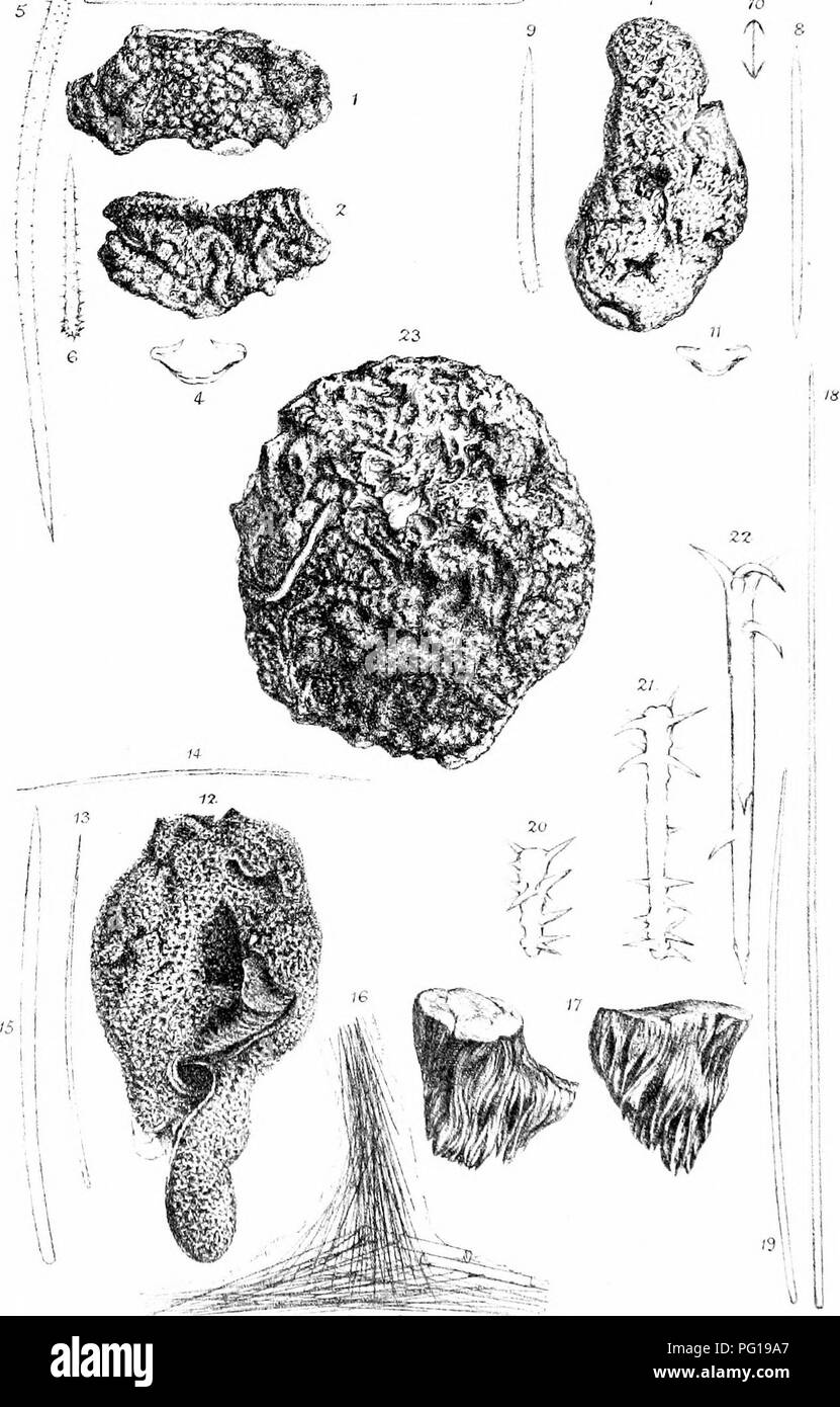 . Una monografia della British Spongiadae. Spugne. LXXXIII piastra.. MiGrocii&GT;iia jecusfiilurn 1- 6. M, Irnudator? -11 . Chalina  inoi-nallal2- 'IVtli(',;i;-.piiK&GT;:.;j ll-2'A. T)iM^u:)cidon un'qncp'opila k,'3 . IP.. Si prega di notare che queste immagini vengono estratte dalla pagina sottoposta a scansione di immagini che possono essere state migliorate digitalmente per la leggibilità - Colorazione e aspetto di queste illustrazioni potrebbero non perfettamente assomigliano al lavoro originale. Bowerbonk, James Scott, 1797-1877; Norman, Alfred Merle, 1831- ed. Londra, Pub. per la società di raggi da R. Hardwicke Foto Stock