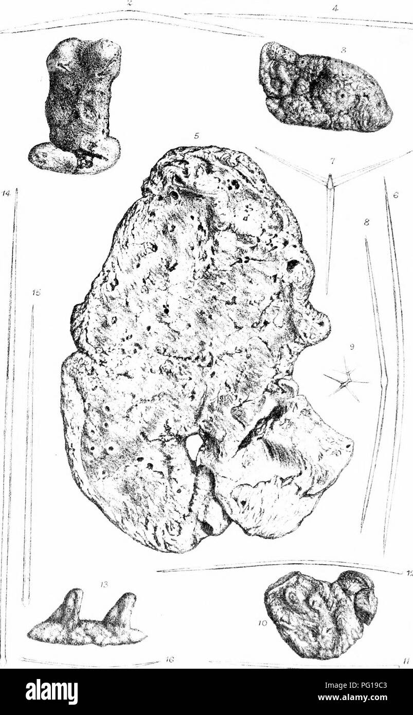 . Una monografia della British SpongiadÃ¦. Spugne. Piastra, iXXII. llynieraacdoii ru-mur, 12. H rH.liosa 3-4 Kplacentula 5-9 ll.piujnupi'JO-lC. I'olvjrLiistic r-.- -- H' I..â !,.â . , AUI-,i,â cl^l ,1 Utii ia conigera 13-16. win..! g c". Si prega di notare che queste immagini vengono estratte dalla pagina sottoposta a scansione di immagini che possono essere state migliorate digitalmente per la leggibilità - Colorazione e aspetto di queste illustrazioni potrebbero non perfettamente assomigliano al lavoro originale. Bowerbonk, James Scott, 1797-1877; Norman, Alfred Merle, 1831- ed. Londra, Pub. per la società di raggi da R. Hardwicke Foto Stock