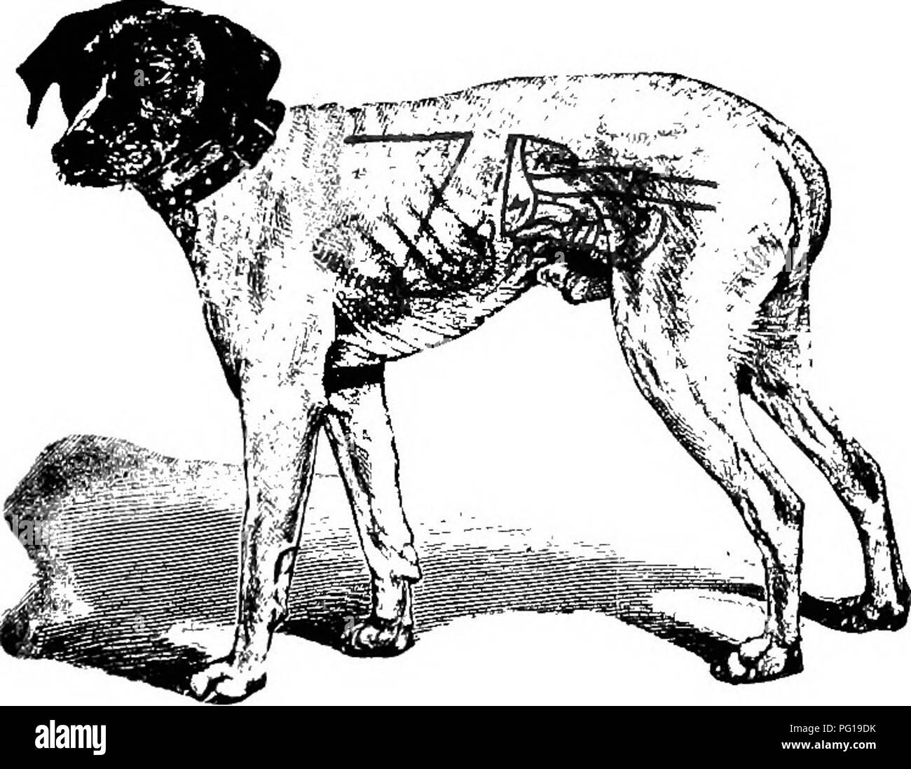 . Diagnostica Clinica delle Malattie interne di animali domestici. Medicina veterinaria; la diagnosi, veterinari; medicina veterinaria. Apparato respiratorio. 12 7 cavalli. Il confine addominale è una linea tracciata dal xvi spazio intercostale, attraversando il centro del torace alla nervatura di xi, all'olecranon. Il vortice del diaframma si trova leggermente al di sopra del del torace al 8° spazio intercostale. Ox. Nei ruminanti il campo di percussione è piccolo su ac- conteggio del numero minore di nervature (13), che provoca la dia- phragm a trovarsi più in avanti. Il confine addominale in questo animale è un li Foto Stock