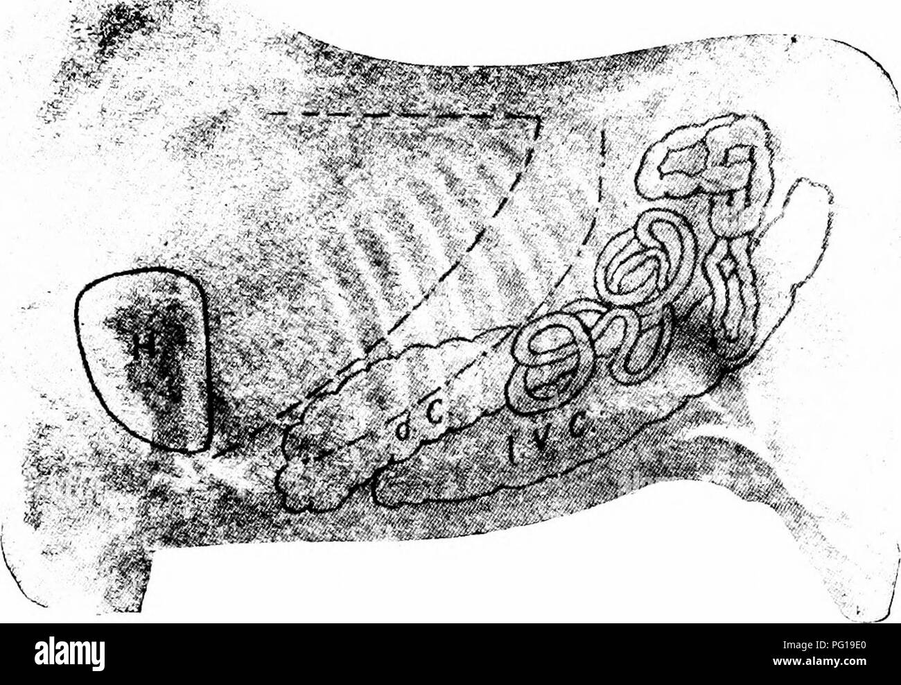 . Diagnostica Clinica delle Malattie interne di animali domestici. Medicina veterinaria; la diagnosi, veterinari; medicina veterinaria. Apparato respiratorio. 125 le frontiere dei polmoni che poi si trovano vicino ai punti di inserzione del diaframma. Alla acme di ispirazione il tondeggiante, il cono- come la forma del diaframma diventa più appuntita e la sua base e apice ad avvicinarsi gli uni agli altri, le nervature aventi stato disegnato per- Ward. Da questo disegno in avanti delle nervature trasversali- diam eter del torace è aumentato e la base del cono-come dia- phragm ampliato.. Pinna dorsale e ventrale di confini di t Foto Stock