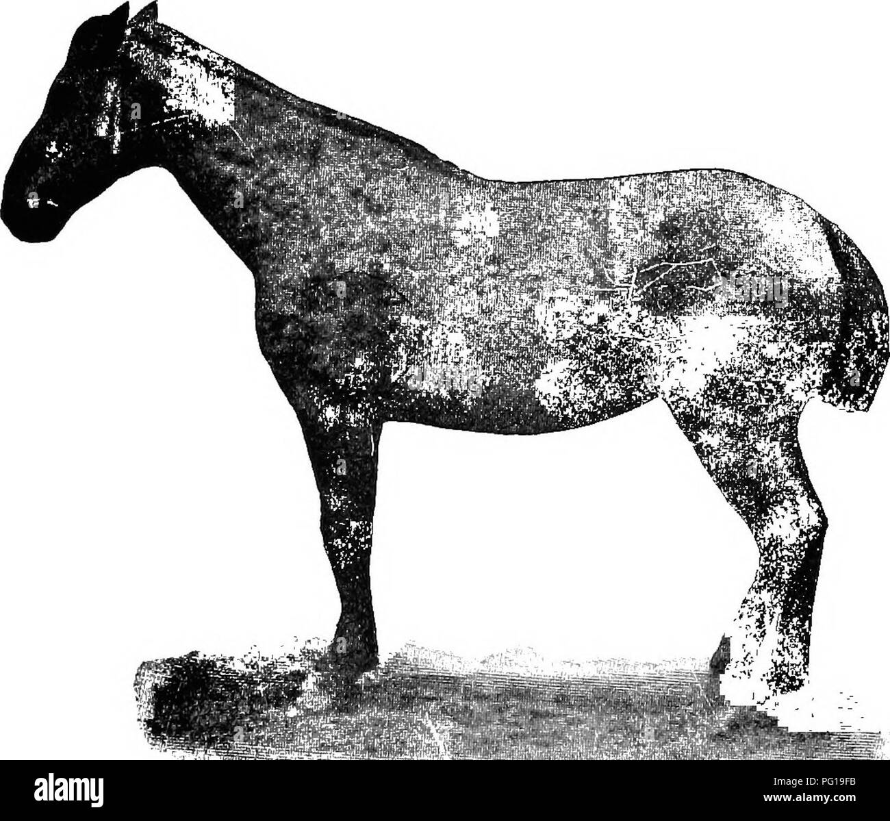 . Diagnostica Clinica delle Malattie interne di animali domestici. Medicina veterinaria; la diagnosi, veterinari; medicina veterinaria. W DIAGNOSTICA CLINICA. Trichorrhexis nodosa è una malattia caratterizzata dalla forma- zione di ingrandimenti nodulare lungo il fusto del capello. I capelli si rompe in corrispondenza del nodulo, lasciando una spazzola-come moncone dietro. Contagiosa. IV. Exanthemas acuta. 1. Afta epizootica [detto non si verifichi negli Stati Uniti], è una grave malattia infettiva degli animali biungulati, caratterizzato dalla comparsa di vescicole sulla membrana della mucosa della bocca, della cute o Foto Stock