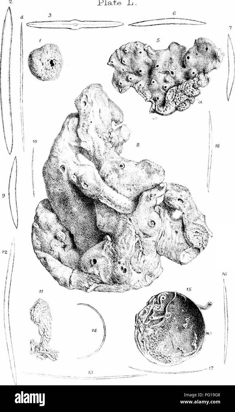 . Una monografia della British Spongiadae. Spugne. Plaf ^. h.. IR,oclir-l<,yfi un miiibJ un 1 - 4 . I. de-neu 5-7. I. pallida 8-10 . l.)Hrjr)r.a 11-14. l.Gi'eyorii 15-17. I. Simplex 18 . iVLrnn /IMu;.,, fH, rt l, H. Si prega di notare che queste immagini vengono estratte dalla pagina sottoposta a scansione di immagini che possono essere state migliorate digitalmente per la leggibilità - Colorazione e aspetto di queste illustrazioni potrebbero non perfettamente assomigliano al lavoro originale. Bowerbonk, James Scott, 1797-1877; Norman, Alfred Merle, 1831- ed. Londra, Pub. per la società di raggi da R. Hardwicke Foto Stock . Una monografia della British Spongiadae. Spugne. Plaf ^. h.. IR,oclir-l<,yfi un miiibJ un 1 - 4 . I. de-neu 5-7. I. pallida 8-10 . l.)Hrjr)r.a 11-14. l.Gi'eyorii 15-17. I. Simplex 18 . iVLrnn /IMu;.,, fH, rt l, H. Si prega di notare che queste immagini vengono estratte dalla pagina sottoposta a scansione di immagini che possono essere state migliorate digitalmente per la leggibilità - Colorazione e aspetto di queste illustrazioni potrebbero non perfettamente assomigliano al lavoro originale. Bowerbonk, James Scott, 1797-1877; Norman, Alfred Merle, 1831- ed. Londra, Pub. per la società di raggi da R. Hardwicke Foto Stock