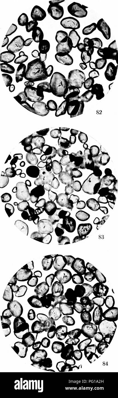 Questo studio analizza le basi biochimiche dell'ibridazione e dell'ereditarietà delle piante, con particolare attenzione agli amidi e alle emoglobine nei tessuti vegetali. Esplora il modo in cui le piante ibride differiscono dalle specie madri nella loro composizione biochimica, contribuendo a comprendere l'evoluzione delle piante e la genetica. La ricerca sostiene lo studio della tassonomia e dei processi evolutivi nelle piante. Foto Stock