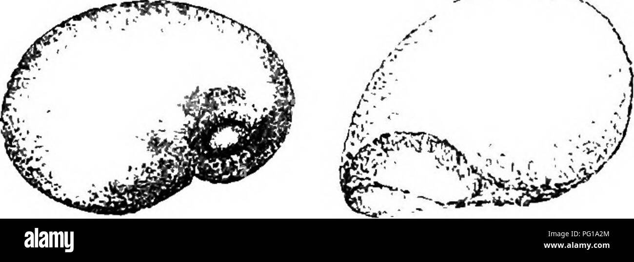 . Il Britannico Rhizopoda acqua dolce e Heliozoa. Rhizopoda; Heliozoa; animali d'acqua dolce. DIFELUGIA CONSTEICTA. 57 La posizione del quale è sempre eccentrico ; la struttura arrotondata posteriormente, e talvolta arredata con due o più spine (curva o diritta) come in Gentro- pyxis. Il moiith circolare o ovale, i suoi bordi più o meno invertito con il labbro anteriore prominente. La prova di chitinous coloiirless, giallo o marrone, e coperto con scaglie irregolari, di grandi e piccole dimensioni inter- mista o con sabbia-grani o altre particelle estranee. Plasma-corpo trasparente, incolore o affollato con sma Foto Stock