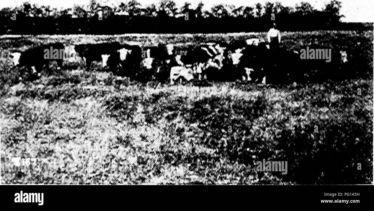 . La storia di Hereford bovini : dimostrato in maniera definitiva la più antica delle razze migliorate . Hereford bestiame. ;I-i mali'l'OliY 01-' liEREl'UKl) ("yTTLE FART XI U. Come molti dei Herefords venire, quando hanno partorito, con s})ots sui loro volti, permettetemi di dire a coloro con- sato che non è il disdegno per la razza. 1 Ho visto alcuni dei migliori con facce a chiazze. Tomkins era un allevatore di spicco delle migliori e preferito il muso chiazzato e molti sono scesi al suo prediletto di fronte a chiazze mucca, che in quel giorno è stato considerato come un bene come qualsiasi, e quelli che corrono torna alla Tomkins sorta in questo senso sono gen. Foto Stock